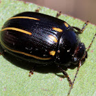 Lined leaf beetle