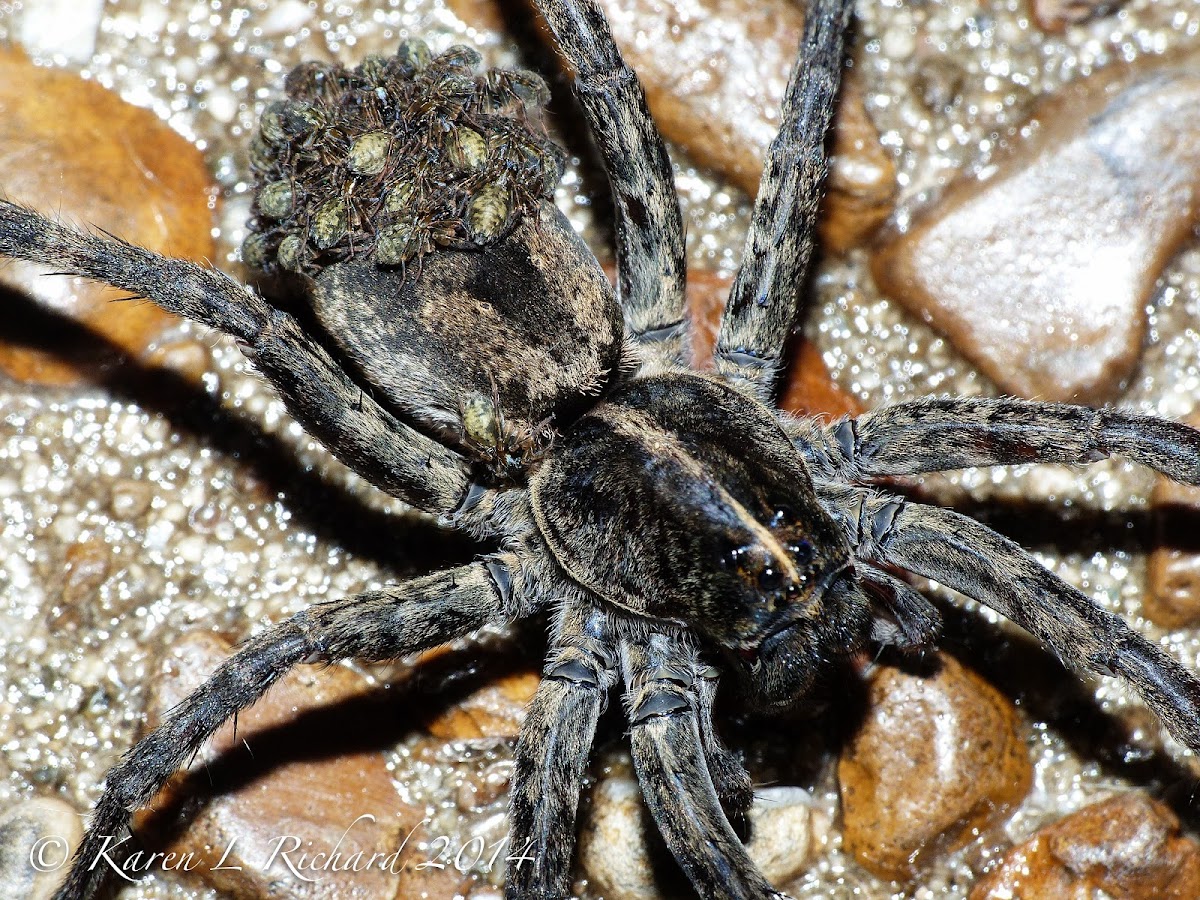 Carolina wolf spider with spiderlings