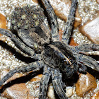 Carolina wolf spider with spiderlings