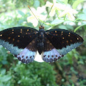 The Archduke Butterfly
