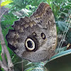 Mournful Owl Butterfly