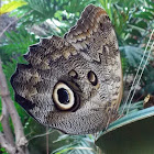 Mournful Owl Butterfly