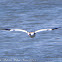 Shelduck; Tarro Blanco