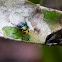 Yellow-headed Snail Parasitic Blowfly
