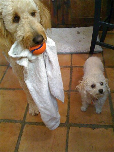 Rosetta-ball&towel-Pumpkin.jpg