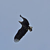 Bald eagle (juvenile)