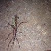 Northern Two-striped Walkingstick