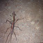 Northern Two-striped Walkingstick