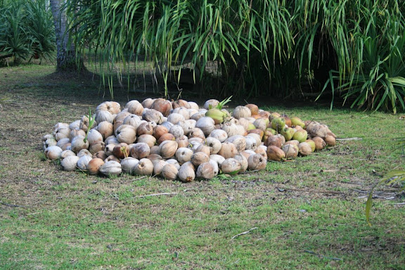 Tas de Coconut