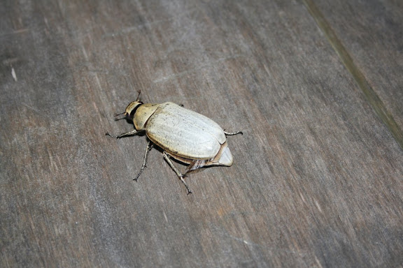 Insecte