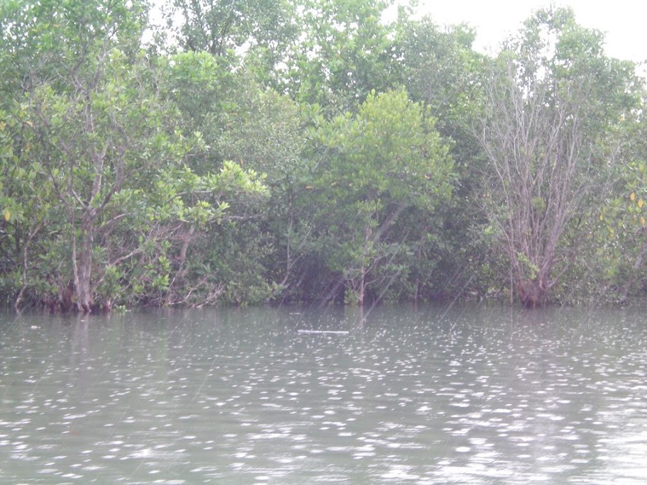 Mangrove sous la pluie
