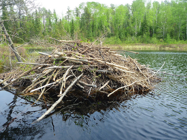 Beaver home | Project Noah