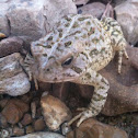 Fowler's toad