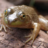 Bullfrog (female)