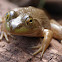 Bullfrog (female)