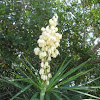 Yucca