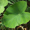 Cocoyam (eddoe cultivar)