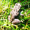 Fowler's Toad