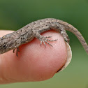 Eastern fence lizard (newly hatched)