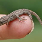 Eastern fence lizard (newly hatched)