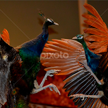 kung fu fighting birds by Nic Scott -  