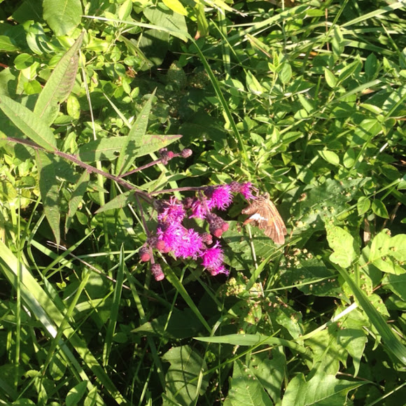 Tall Ironweed Project Noah