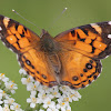 American Painted Lady