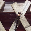 NZ giant bush dragonfly, Kapowai