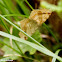 Macaria moth