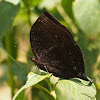 Ansorge's Leaf Butterfly