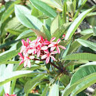 red frangipani