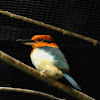 cinnamon-banded kingfisher