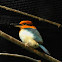 cinnamon-banded kingfisher