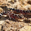 Thick-tailed gecko