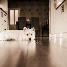 Molly Moo by Simon Trott - Animals - Dogs Portraits