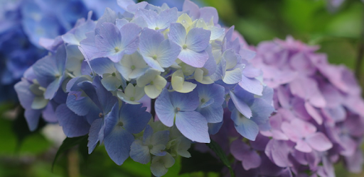 Descargar 紫陽花 壁紙 アジサイ 満開 無料版freeフリー Para Pc Gratis Ultima Version Com Jpn Oni Wallpaper Hydrangea Ajisai