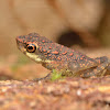 Guenther's Dwarf Toad