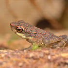 Guenther's Dwarf Toad