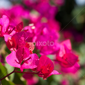 Bougainvillea petals by Md Mukibul Islam - Flowers Flower Gardens