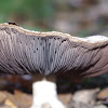 Agaricus Sp.