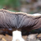 Agaricus Sp.