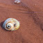 Atlantic Moon Snail