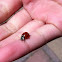 Sevenspotted ladybug