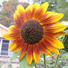 Sunflower (Autumn Beauty)