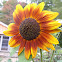 Sunflower (Autumn Beauty)