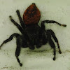 red tailed jumping spider(male)