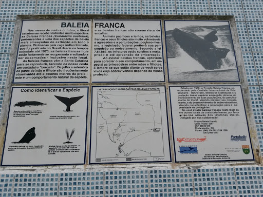 Descrição Baleia Franca