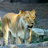 Lion (Female)