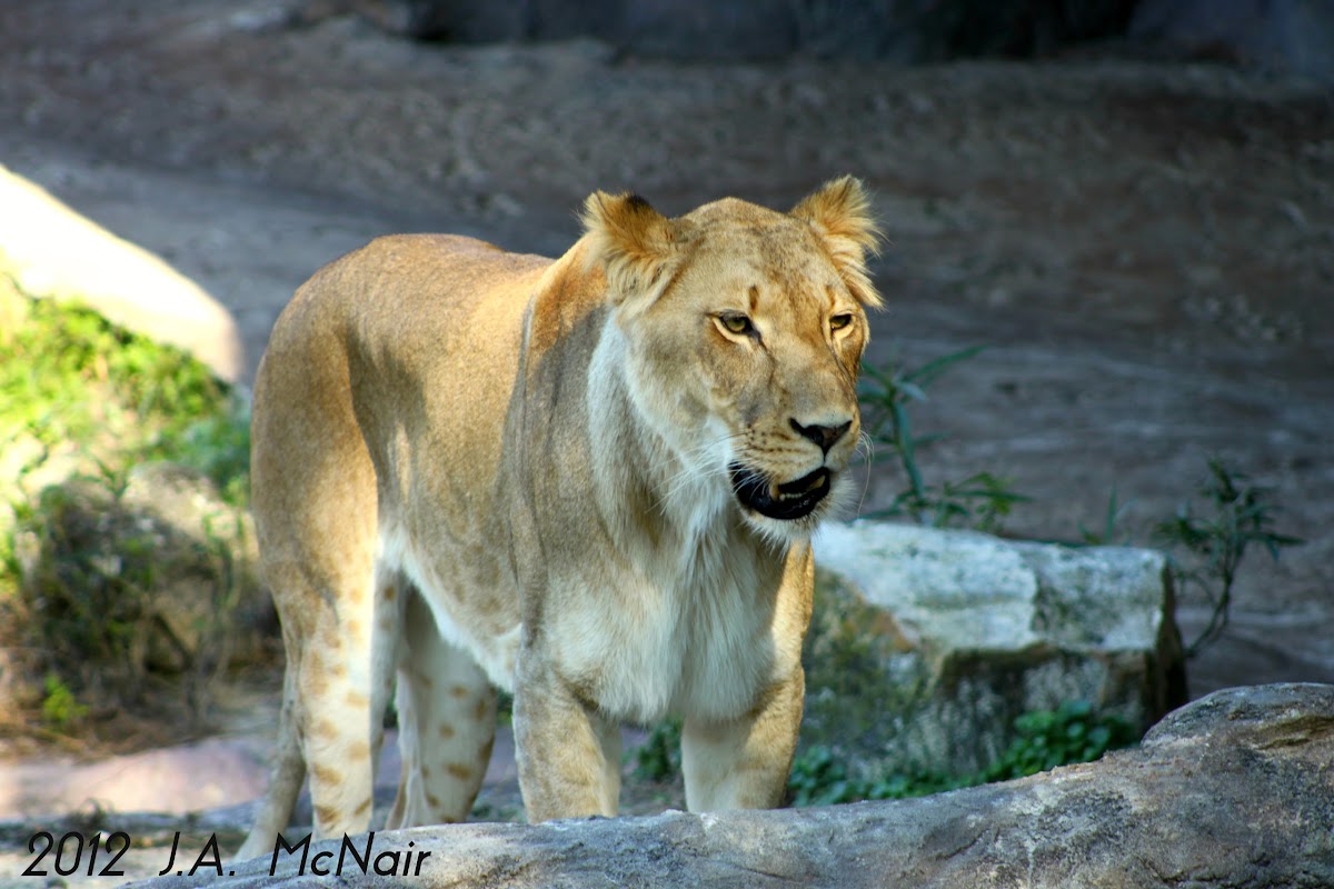 Lion (Female)