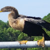 Anhinga